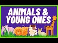 LET YOUR CHILDREN IDENTIFY ANIMAS AND THEIR YOUNG ONES  /Science Integration/