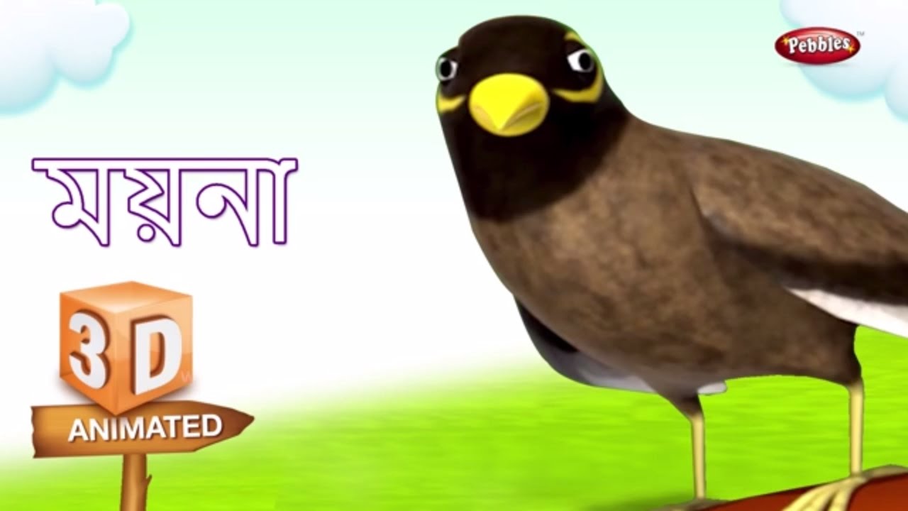 Mynah Rhyme In Bengali Bengali Rhymes For Kids 3D Bird mynah-rhyme-in-bengali-bengali-rhymes-for-kids-3d-bird