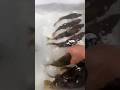 Best fishing rod to catch big fish with best fishing techniques #fishing #viral #fish