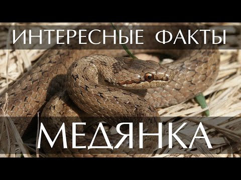 Медянка - интересные факты