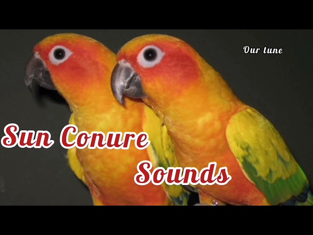 Sun Conure Sounds class=