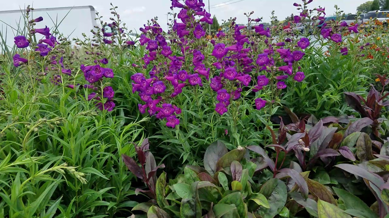 Penstemon Cha Cha Purple