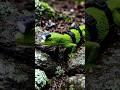 Neon Gecko With Tactical Flashlight 🔦 | #NeonGecko #TacticalGecko #shorts #ai #aivideo