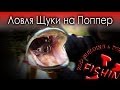 Ловля Щуки летом на Поппер.