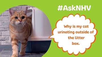 #AskNHV: Why is my cat urinating outside of the litter box?