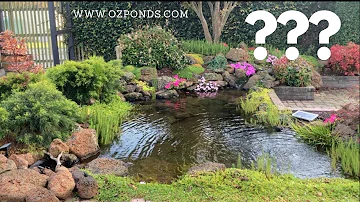 What is the best fish for a pond?