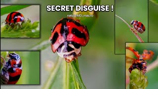 This Beautiful Insect Is Faking Its Identity!