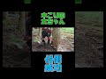 【木こり】伐倒成功【林業のリアル】