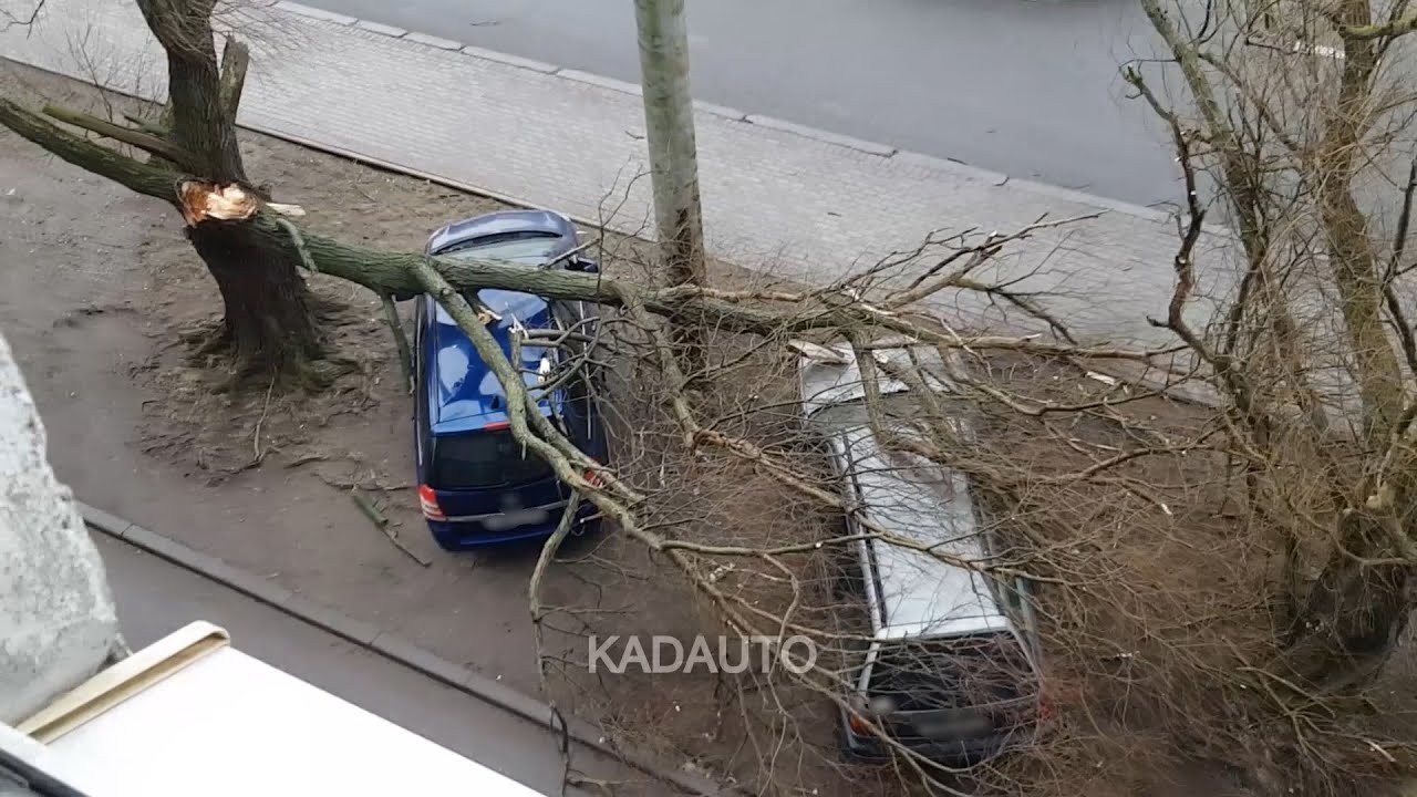 На Машину Упало Дерево Страховка