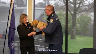 Hogan&#39;s special mission in K9 Medical Detection | New Zealand Police