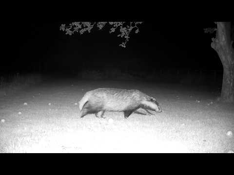 Badger Wildlife Camera Footage From My Garden