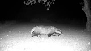 Badger Wildlife Camera Footage From My Garden