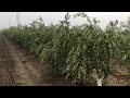 Plantacion de Olivar Superintensivo  variedad Arbosana de Agromillora