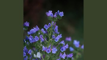 Rajsam Beneath the Surface