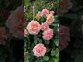 “Relax with Summer Roses 🌹☀️ | Peaceful Nature Video”