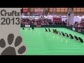 Obedience Dog Championships - Day 3 - Stay Tests - Crufts 2013