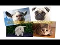Домашние животные | Развивающий ролик для детей о домашних животных | Слайд-шоу (HD)