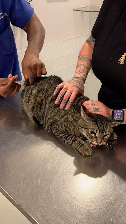 Grumpy cat gets vaccinated 😾 #shorts #cat #vet