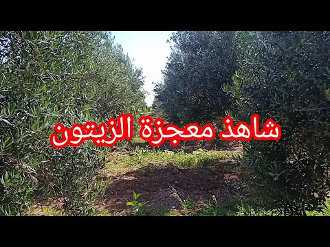 المسافة بين أشجار الزيتون غرس الزيتون زيت الزيتون أشجار