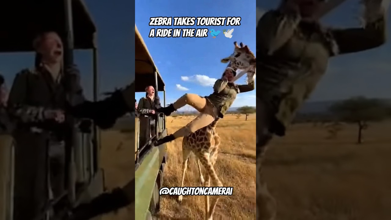 giraffe grabs lady