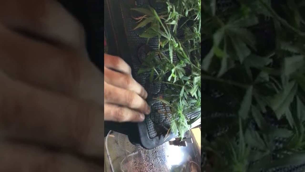 Máquina esquejes cómo usar