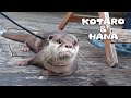 カワウソコタローとハナ　父ちゃんとフレンチ料理屋に行く　Otter Kotaro Goes To The French Bistro