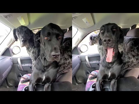 Stubborn Dogs Refuse To Move From Car Front Seat
