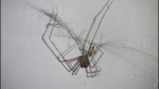 Daddy long leg Cellar Spider eats mosquito eater (Crossopriza lyoni)