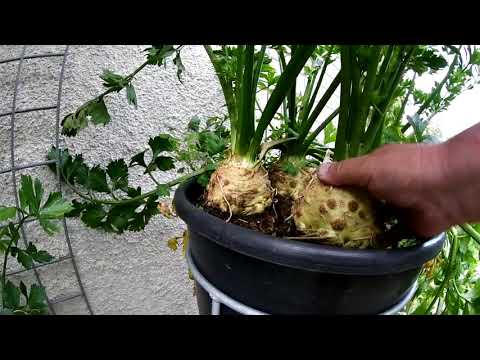 Video: Celer pěstovaný v květináčích – Jak pečovat o celer v nádobě