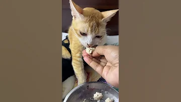 Simba Cat Catfunny Viralvideos Colonelkkjϟ Catvideos Cute Funnycatvideos Kitten 