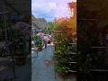 A beautiful roof garden#youtubeshorts #youtube #love