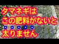 【タマネギ】タマネギの実を太らせる肥料を知っていますか。今のうちに知っておくと、春の肥大期に一気に大きく、甘くなります！