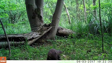 Wildcam: de boommarter