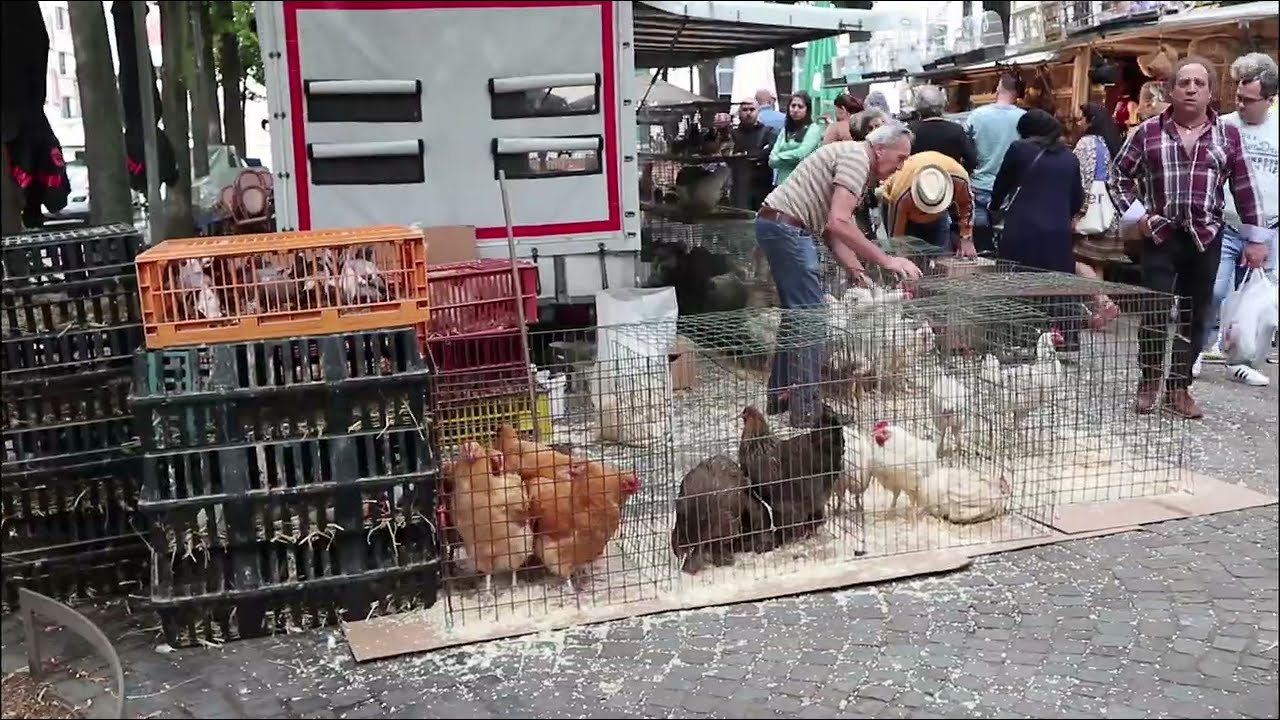 Бельгия. Антверпен. Птичий рынок.