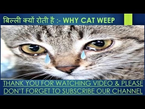 वीडियो: बिल्ली क्यों कांपती है