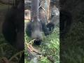 Gorilla Haoko Drumming and Playing with Son