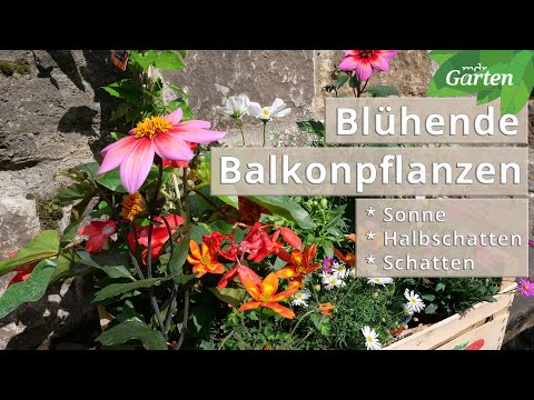 Video: Fuchsia-Pflanzenpflege: Sind Fuchsia-Pflanzen einjährig oder mehrjährig?