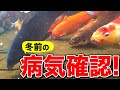 【庭池】冬前に錦鯉・金魚たちの調子を見てみよう！