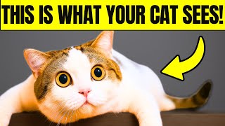 How Cats See Humans – The Surprising Reason Behind Their Behavior