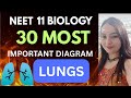 STRUCTURE OF LUNGS | BREATHING AND EXCHANGE OF GASES ||NEET |11 CLASS