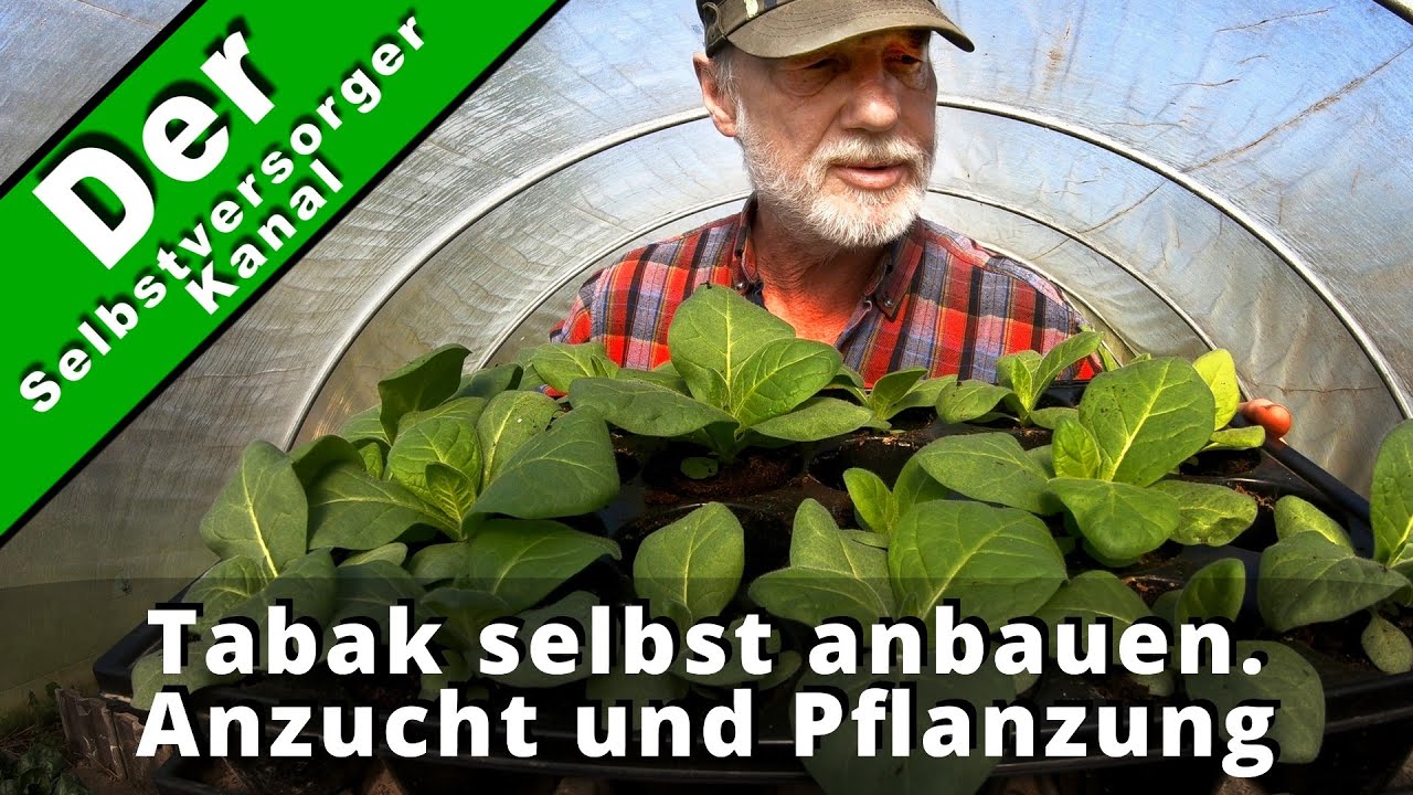 Tabak selbst anbauen Teil 1 Anzucht und Pflanzung