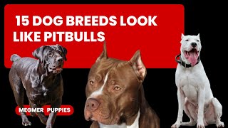 15 Amazing Dogs That Are Most Similar To Pitbulls I Pitbull Dog Breed