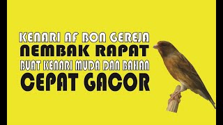Download Lagu KENARI AF BON GEREJA GACOR - AMPUH BUAT TERAPI KENARI BAHAN MP3