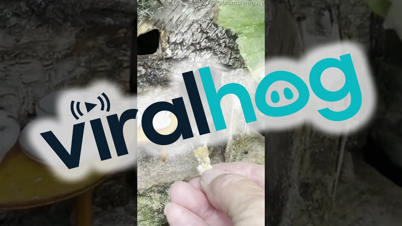Hand Feeding a Wild Mouse Family ViralHog YouTube