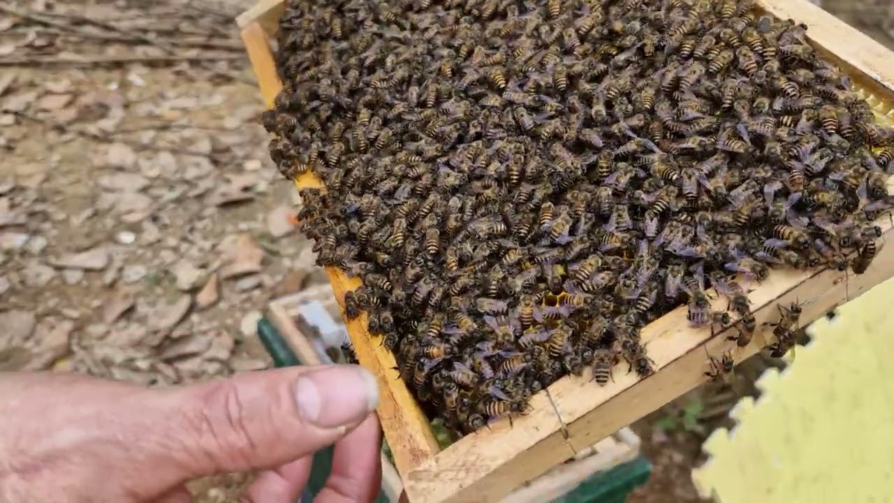 Do thời tiết không thuận mình ủ chúa cách lày có được o mọi người cho ý kiến