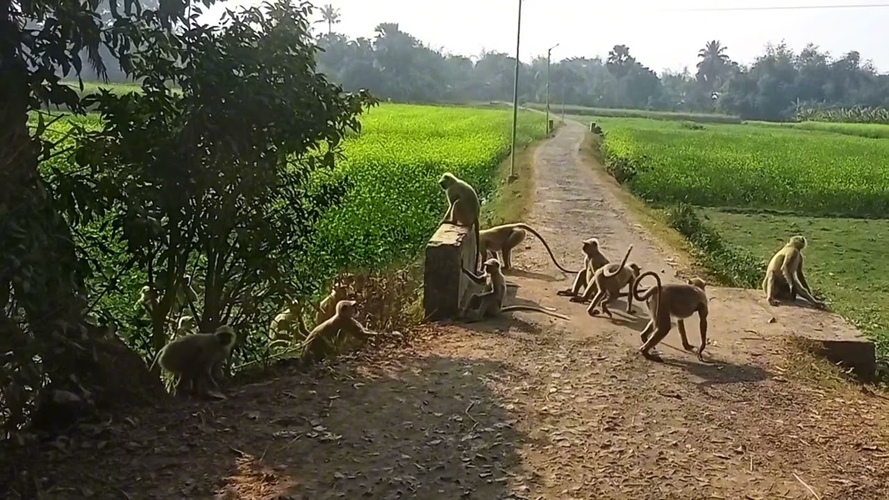 Monkey fight 🙈😰.....