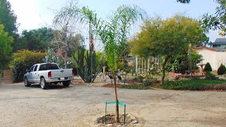 Planting a Queen Palm Tree