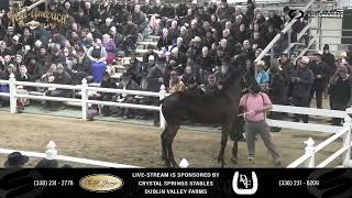 2025 Mid-America Draft Horse Sale Thursday Sale