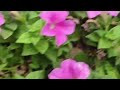 Live - Shopna's Rooftop vlogs