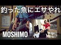 釣った魚にエサやれ / MOSHIMO  covered by CBA